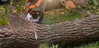 Best Tree Maintenance Programs  in Fayetteville, PA