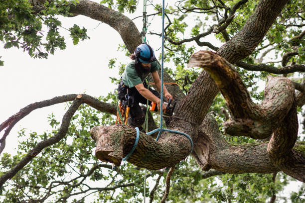 Professional Tree Care in Fayetteville, PA