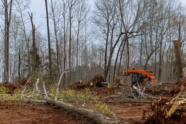 Best Emergency Tree Removal  in Fayetteville, PA
