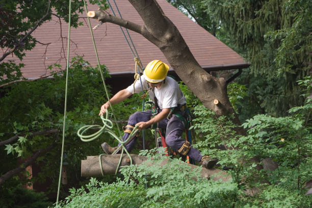 Best Palm Tree Trimming  in Fayetteville, PA