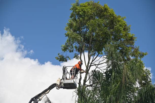 Best Stump Grinding and Removal  in Fayetteville, PA