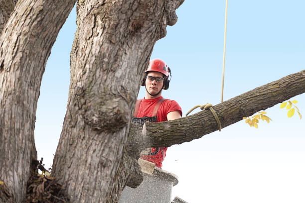 Best Tree Trimming and Pruning  in Fayetteville, PA