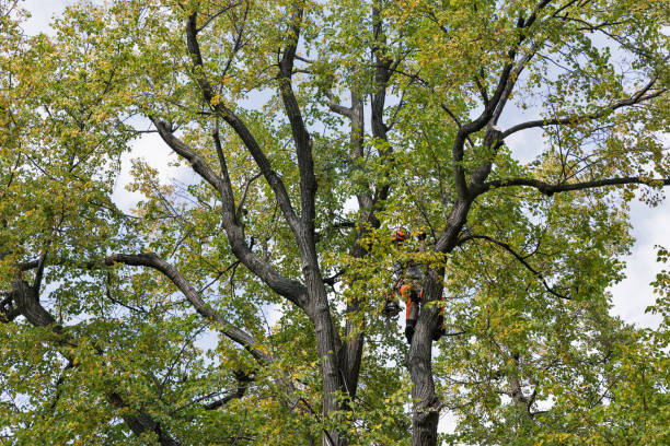 How Our Tree Care Process Works  in  Fayetteville, PA